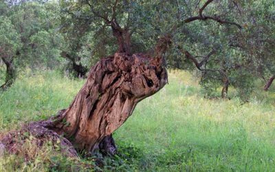 Il cibosofo e l’olivo