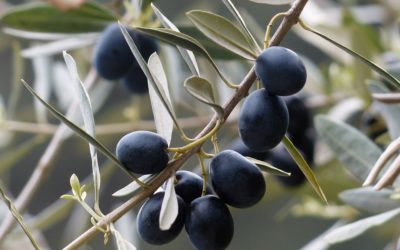 Il cibosofo e le olive