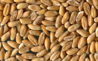 Il cibosofo e il farro