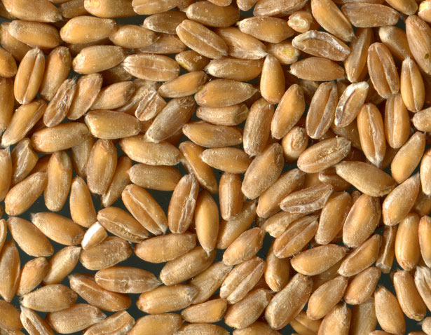 Il cibosofo e il farro