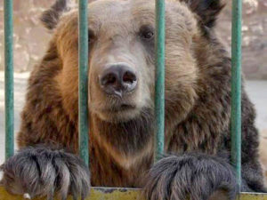 L'orso M13 in gabbia prima di essere ucciso