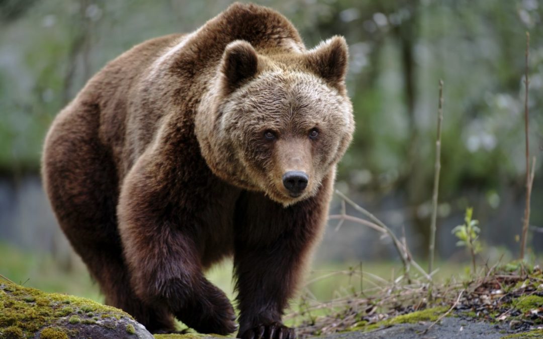 Non uccidiamo l’orso M49! Gli animali più pericolosi siamo noi, gli uomini!