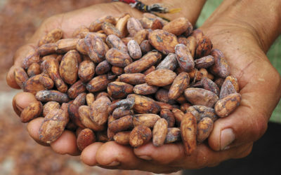 Il Cibosofo e il cacao