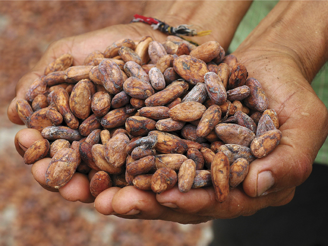 Il Cibosofo e il cacao